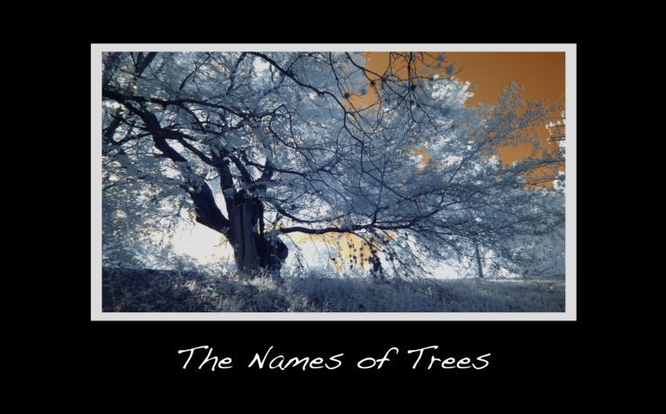 The Names of Trees poster (screenshot)