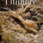 Effimere
