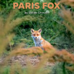 Paris Fox