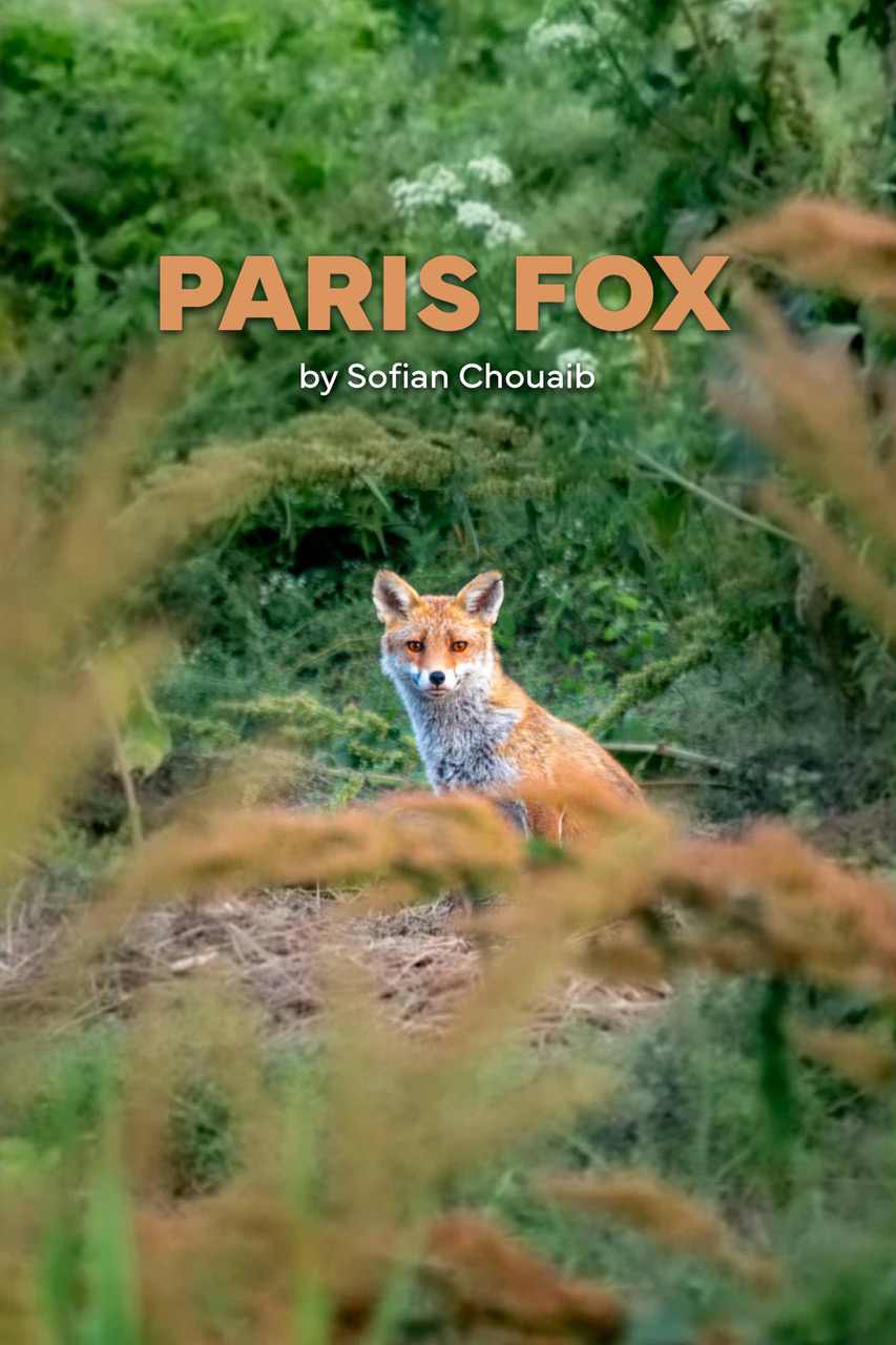 Poster Paris Fox (2000x3000)
